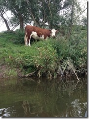 Wye Valley 024 (300x400)