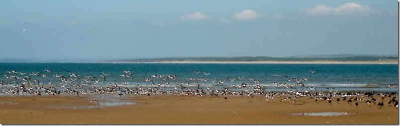 2014-09-02 Gower- Llanmadoc to Scurlage (17) (640x200)