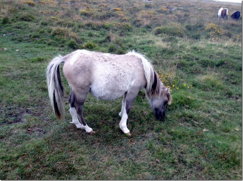 2014-09-07 Short walk at Dartmoor (13) (640x475)