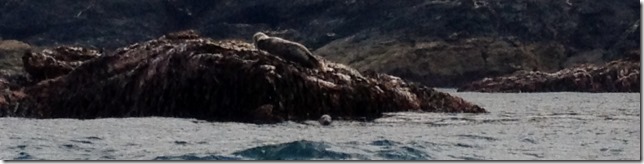 2014-09-12 Aniversary with seals and kayaking (20) (640x160)