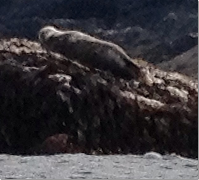 2014-09-12 Aniversary with seals and kayaking (21) (640x576)