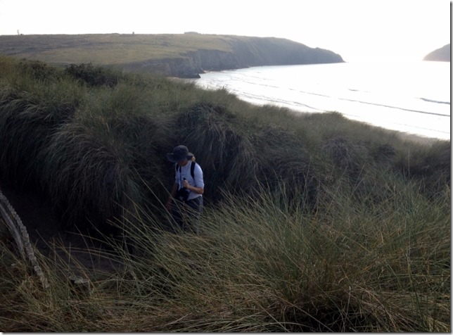 2014-09-12 Holywelll beach walk & blackberry picking (11) (640x473)