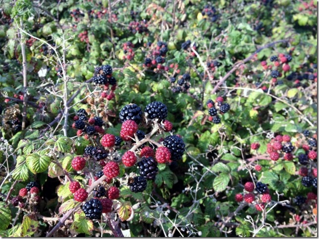 2014-09-12 Holywelll beach walk & blackberry picking (2) (640x479)