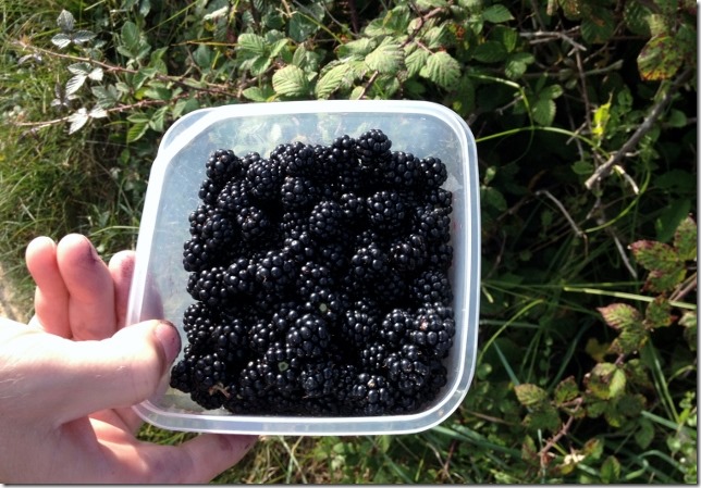 2014-09-12 Holywelll beach walk & blackberry picking (4) (640x445)