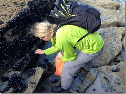 2014-09-15 Bossiney Mussels Harvest (17) (640x478)