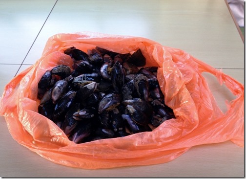 2014-09-15 Bossiney Mussels Harvest (20) (640x465)