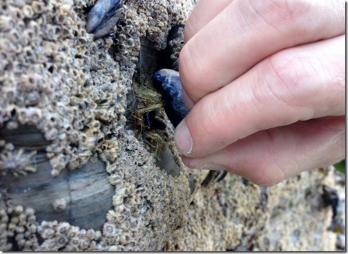 2014-09-15 Bossiney Mussels Harvest (9) (640x467)