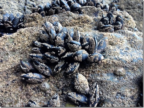 2014-09-15 Bossiney Mussels Harvest (10) (640x480)
