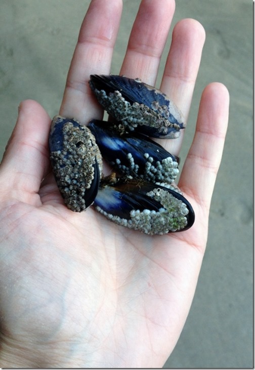2014-09-15 Bossiney Mussels Harvest (11) (441x640)