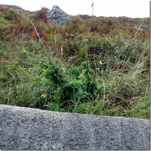 2014-09-20 Lundy Island - First Day (15) (640x640)