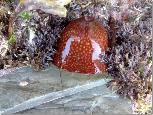 2014-09-23 Lundy Island Third Day - Got them All!! (6) (640x478)