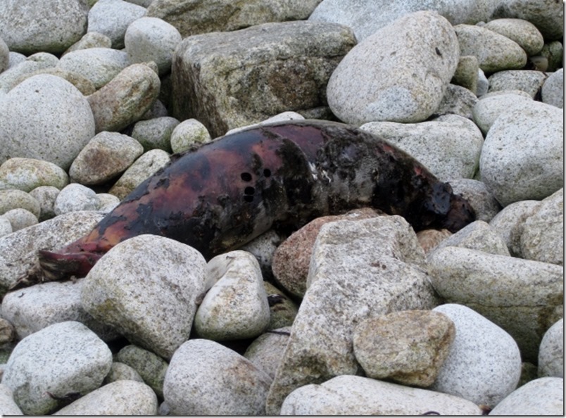 2014-09-30 Letterboxing in Lundy Island (3) (640x473)