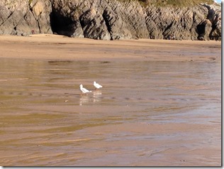 Gower Peninsula - Caswell Bay to Mumbles 005 (1000x750)