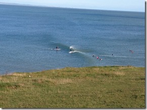 Gower Peninsula - Caswell Bay to Mumbles 019 (1000x750)