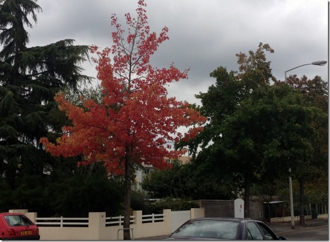 2014-10-11 Loire Valley - Saumur to Azay-Le-Rideau (1) (640x469)