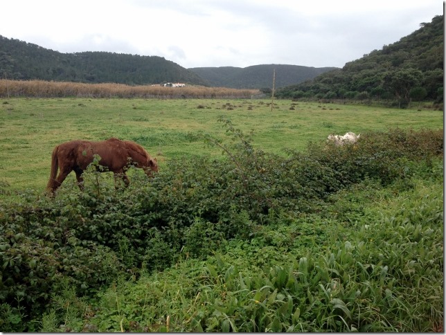 150115 Portugal-Carrapateira (28) (640x480)