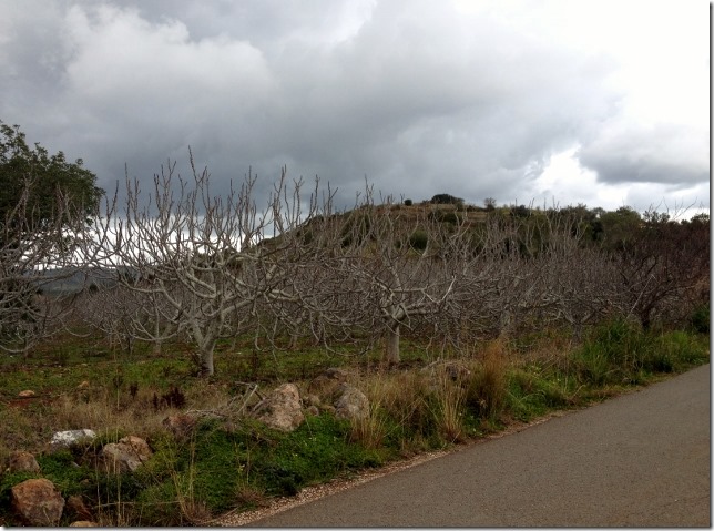 Walk around north of Silves 014 (640x475)