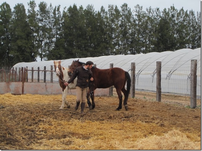 150202 Spain-El Rocio horses (2) (640x480)