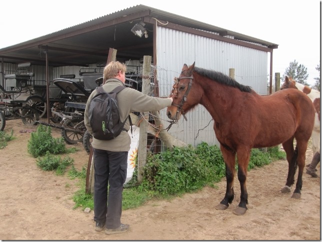 150202 Spain-El Rocio horses (3) (640x480)