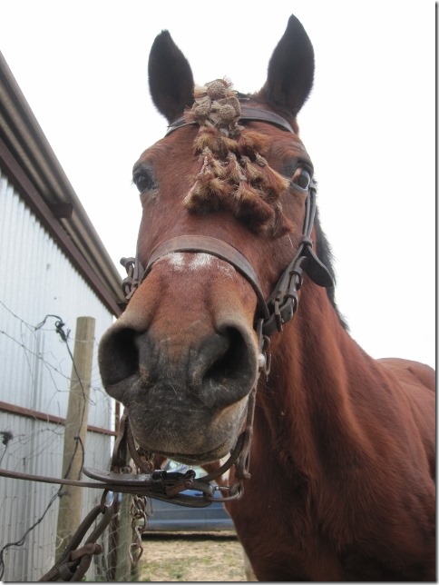 150202 Spain-El Rocio horses (7) (480x640)