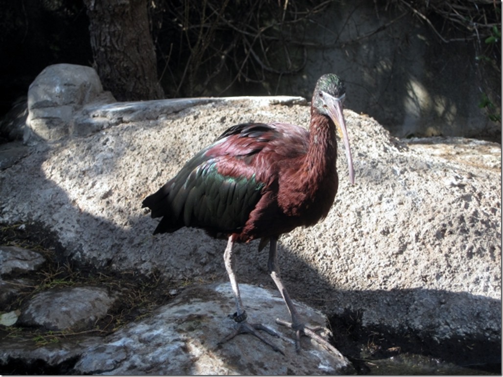 150220 Spain-Valencia Aquarium (11) (640x480)