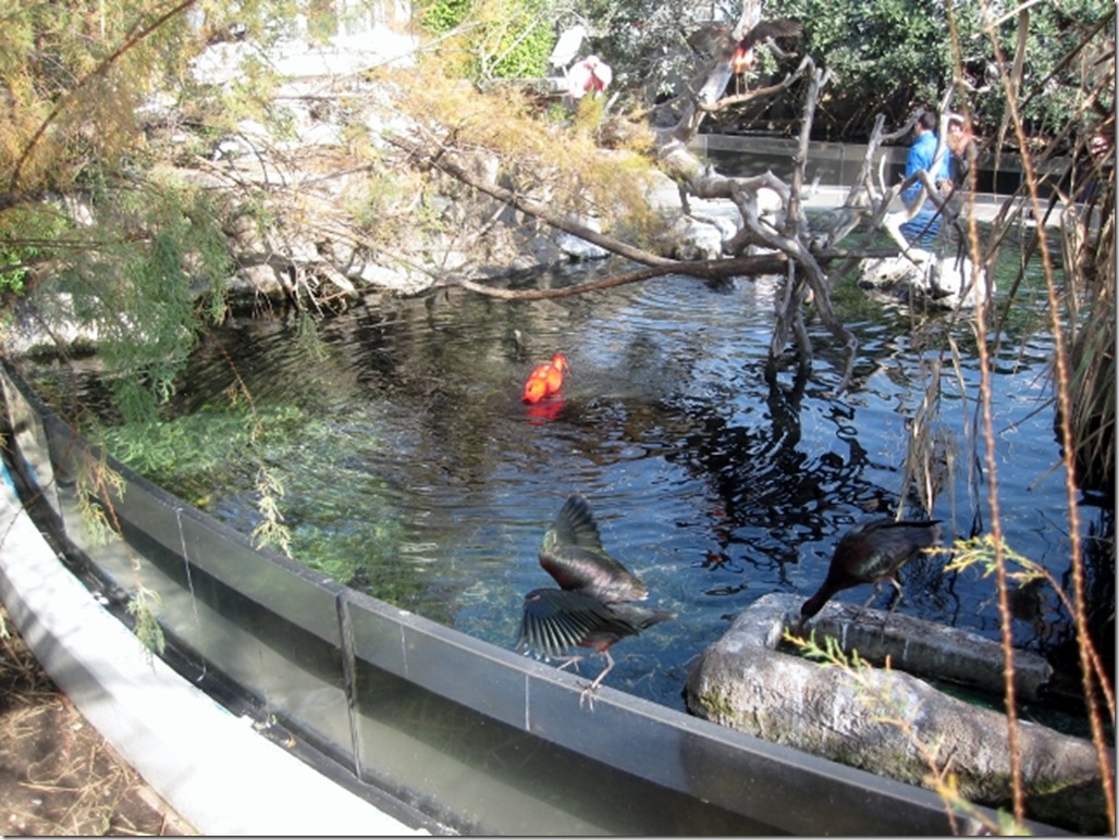 150220 Spain-Valencia Aquarium (15) (640x480)