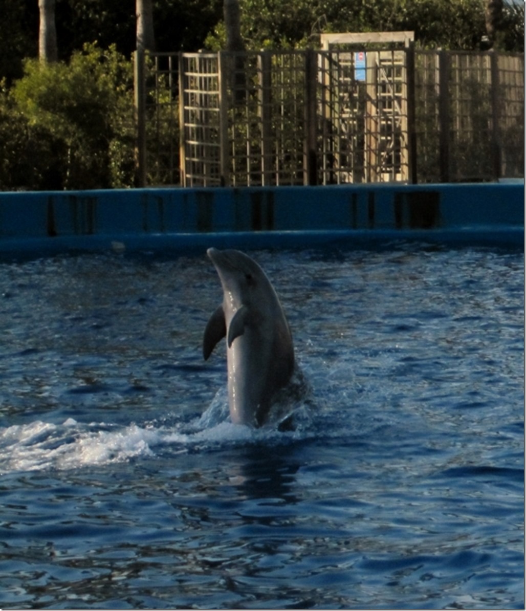 150220 Spain-Valencia Aquarium (20) (551x640)