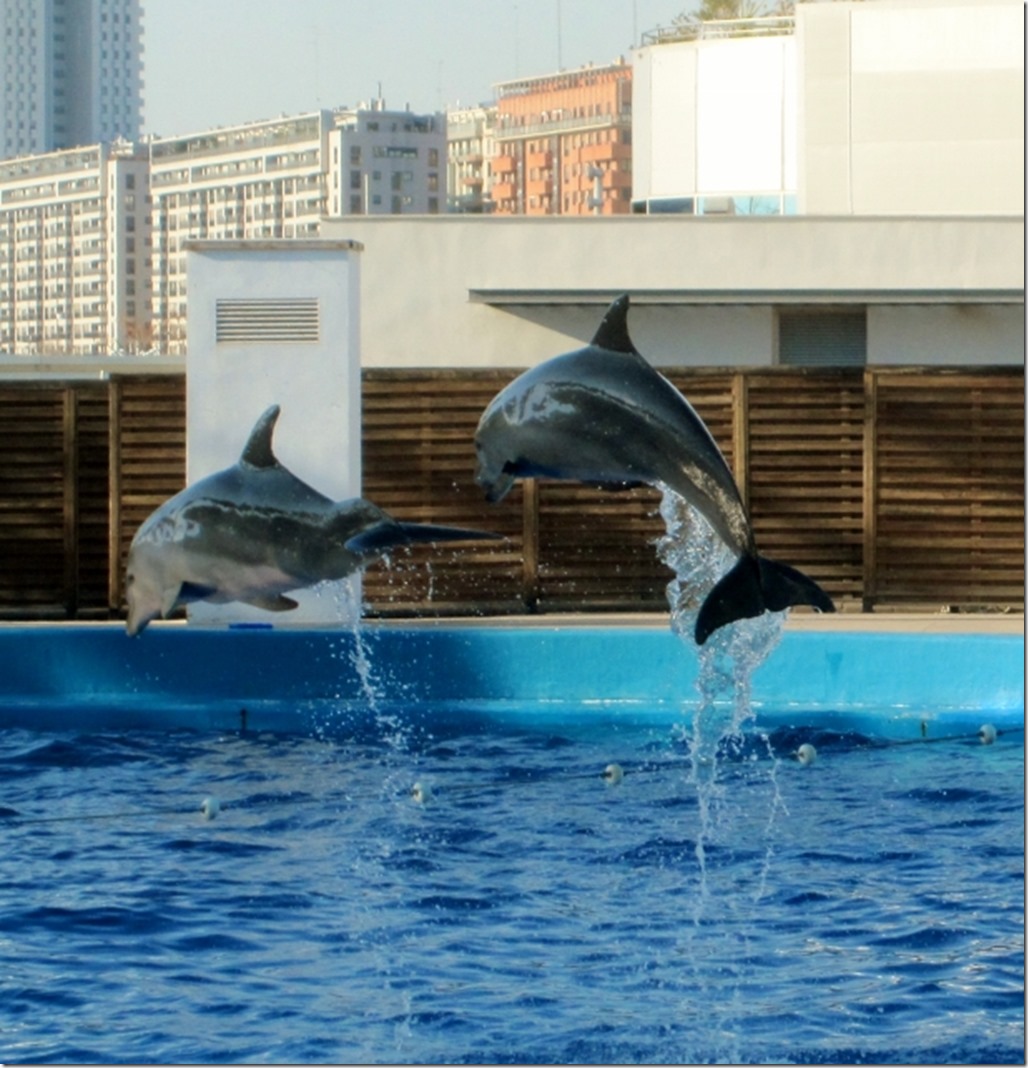 150220 Spain-Valencia Aquarium (21) (616x640)