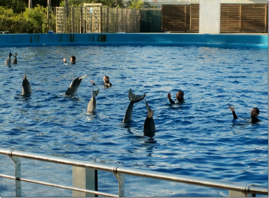 150220 Spain-Valencia Aquarium (24) (640x471)