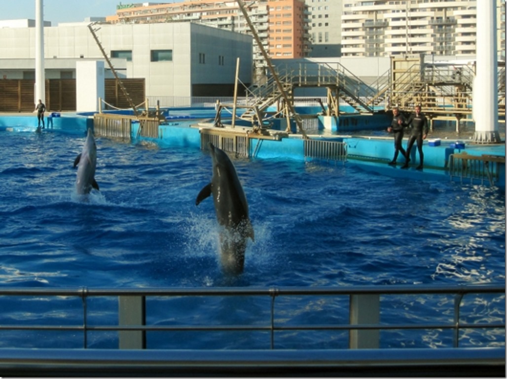 150220 Spain-Valencia Aquarium (26) (640x478)