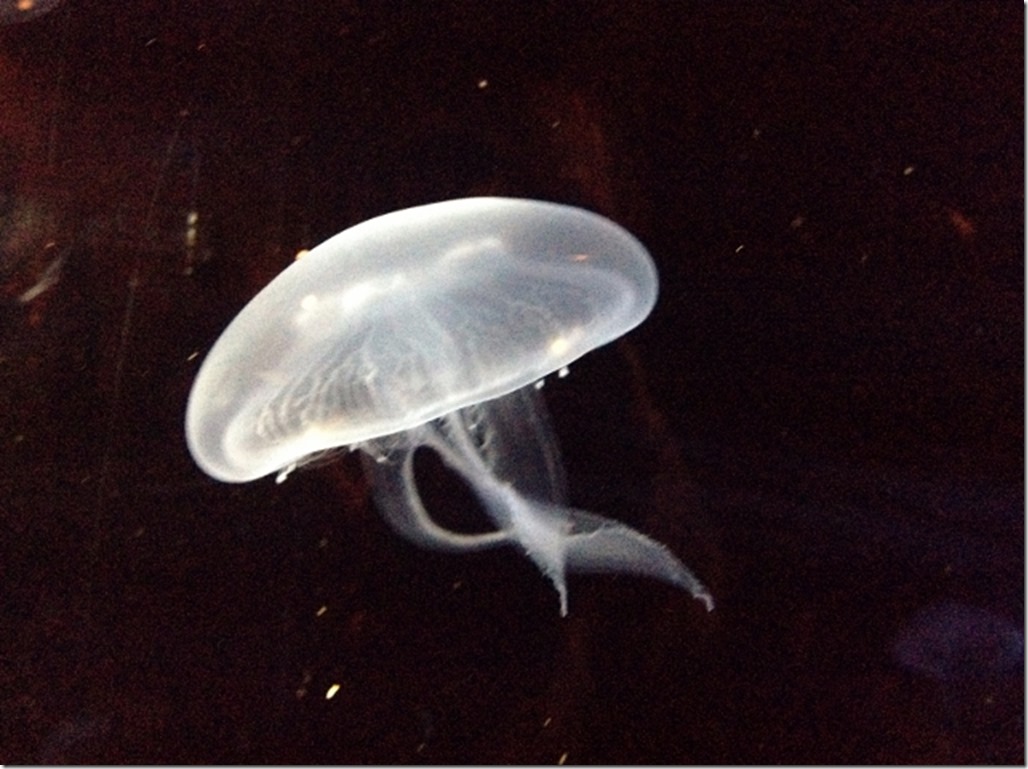 150220 Spain-Valencia Aquarium (32) (640x478)