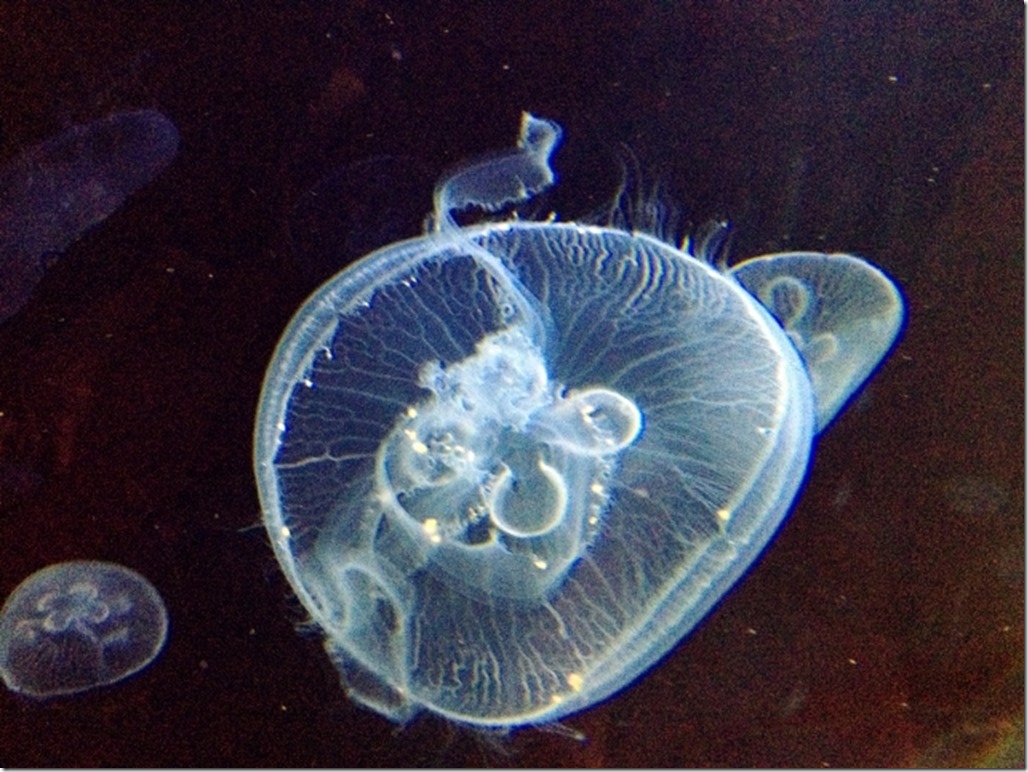 150220 Spain-Valencia Aquarium (34) (640x480)