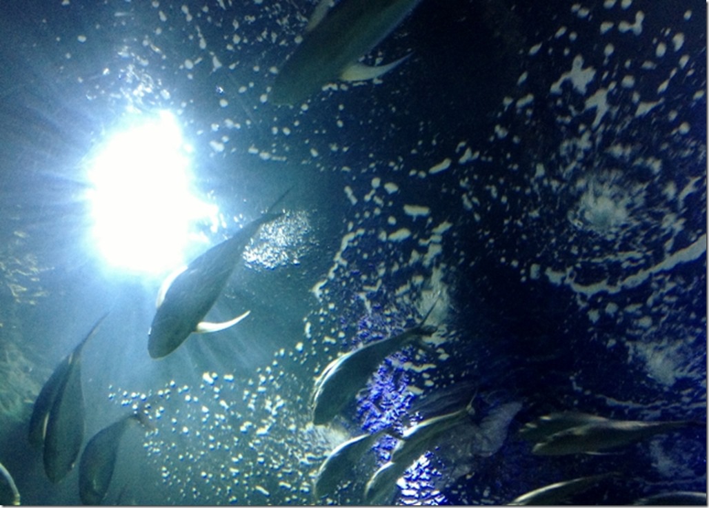 150220 Spain-Valencia Aquarium (35) (640x458)