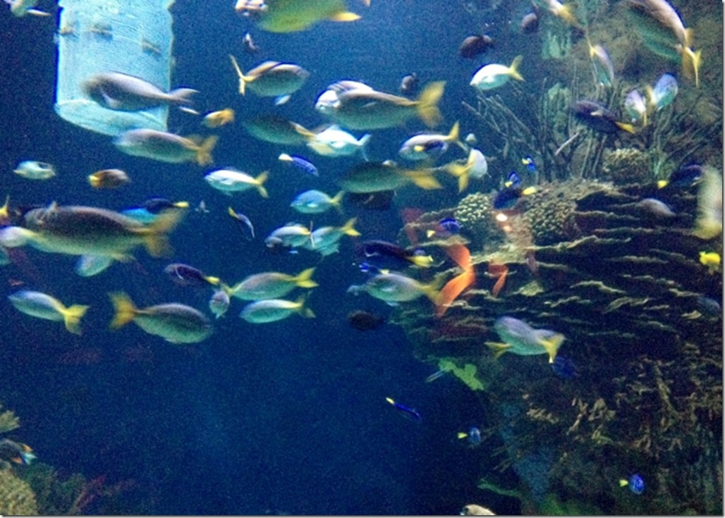 150220 Spain-Valencia Aquarium (37) (640x457)