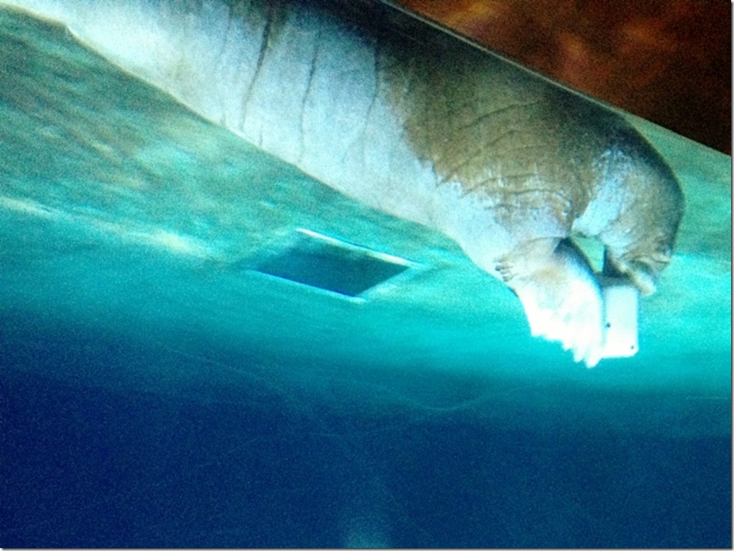 150220 Spain-Valencia Aquarium (44) (640x480)