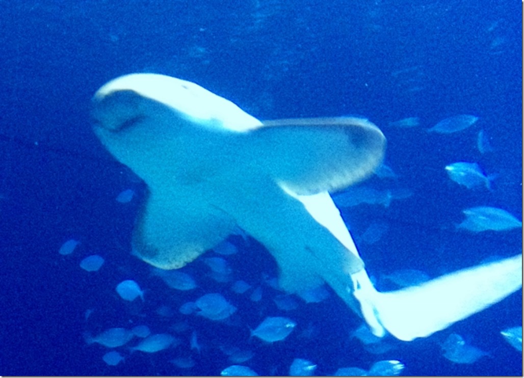 150220 Spain-Valencia Aquarium (51) (640x461)