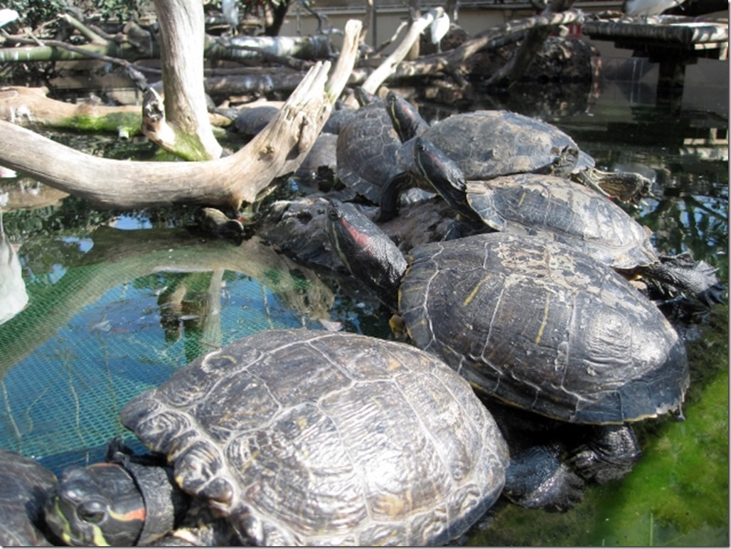 150220 Spain-Valencia Aquarium (6) (640x480)