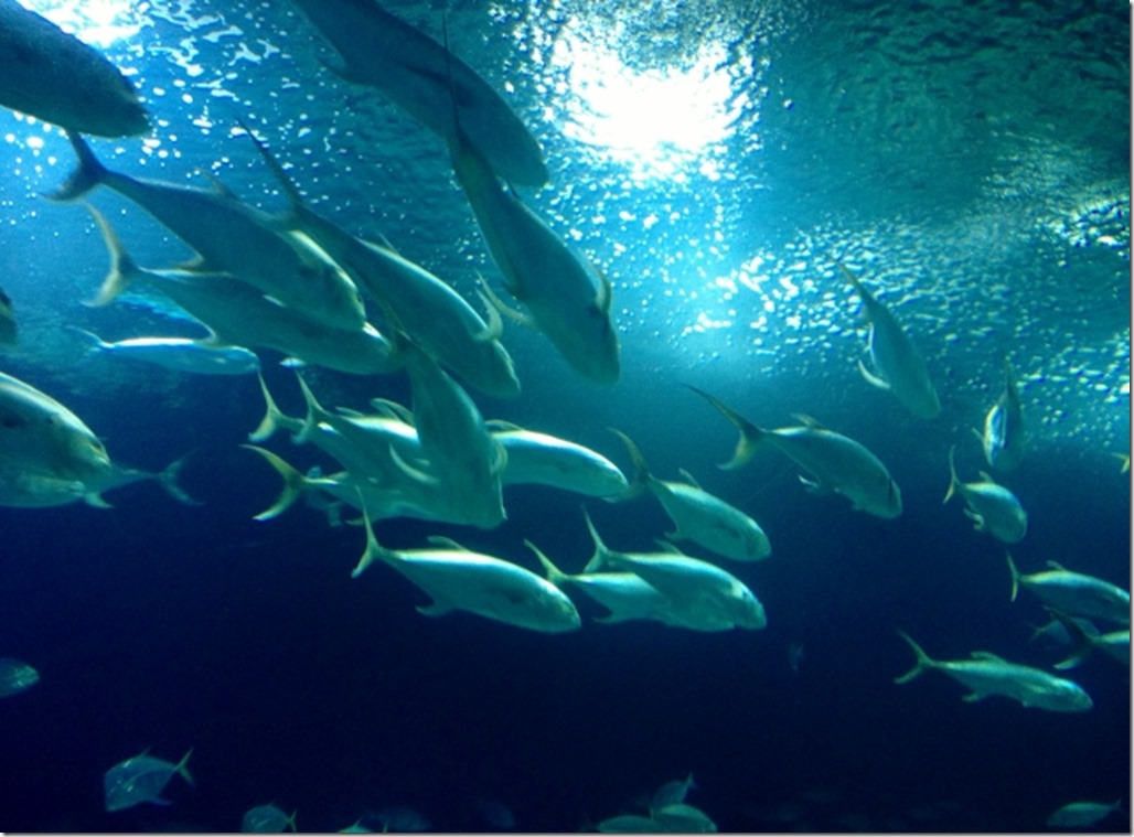 150220 Spain-Valencia Aquarium (60) (640x472)