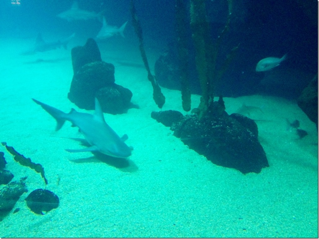 150220 Spain-Valencia Aquarium (61) (640x480)