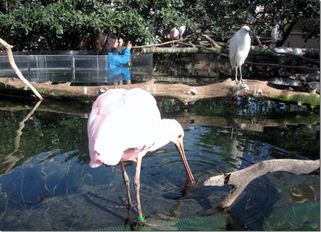 150220 Spain-Valencia Aquarium (7) (640x462)