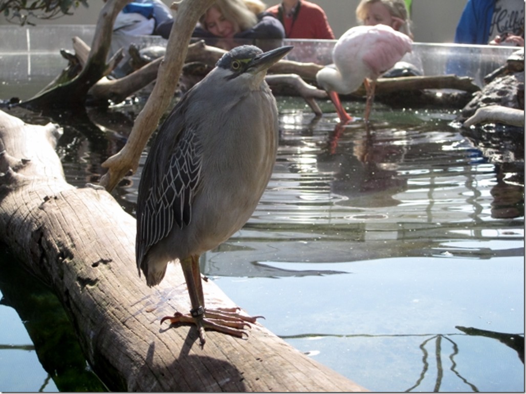 150220 Spain-Valencia Aquarium (9) (640x479)