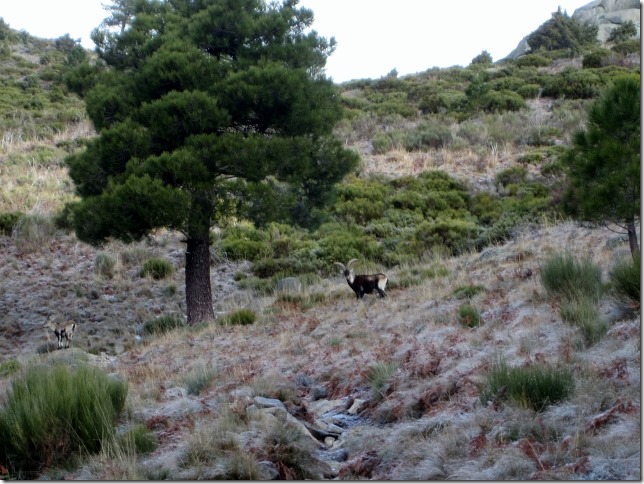 150213 Spain-Nogal el Barranco (17) (640x480)