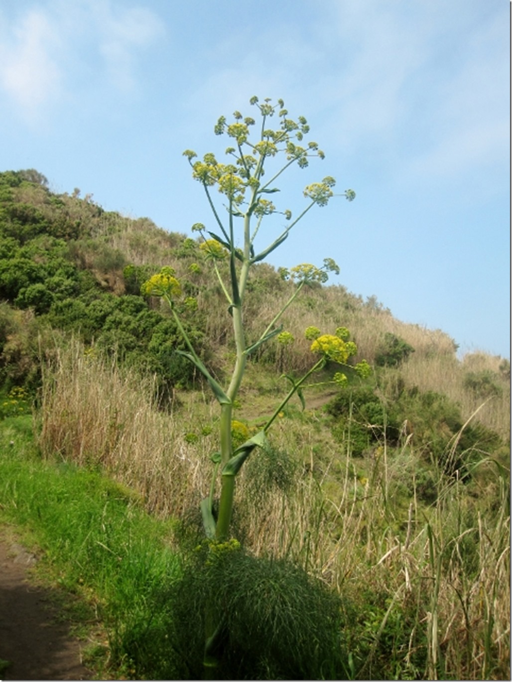 150415 Italy-Stromboli (10) (480x640)