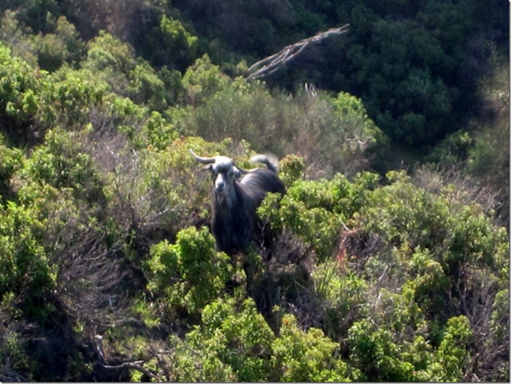 150415 Italy-Stromboli (25) (640x480)