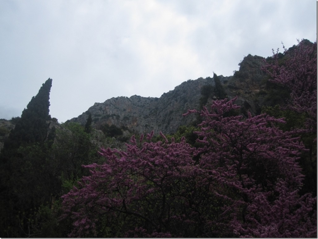 150425 Greece- Delphi (10) (640x480)