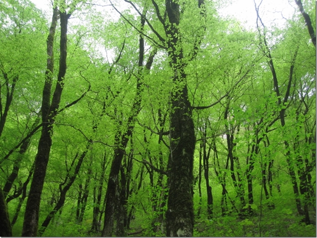 150430 Greece- Vikos gorge (28) (640x480)