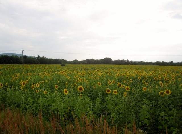 150714 Czech Republic- Brno (53) (640x473)_thumb