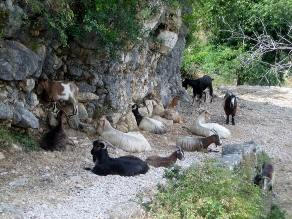 150725 Montenegro- Kotor (20) (640x480)