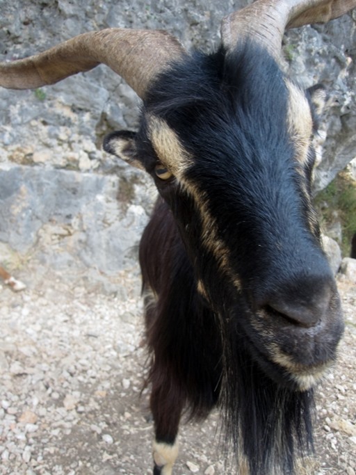 150725 Montenegro- Kotor (22) (480x640)