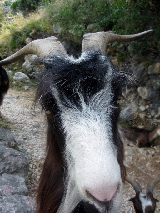 150725 Montenegro- Kotor (23) (480x640)